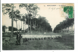 Delcampe - MONTGERON - Les Moutons - Montgeron