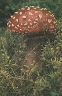 Romania - Mushroom - Pilze