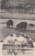 CHASSE . ALLEMAGNE . MORITZBURG Cerfs Et Sangliers / Chateau - Caza