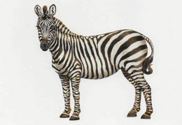Postcard - Animal Box - Art - Katherine Barnwell - Zebra (2012) -  New - Zèbres