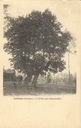 LUCHEUX (80) L'ARBRE AUX EPOUSAILLES - Lucheux