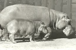 HIPPOPOTAMUS * BABY HIPPO * ANIMAL * ZOO & BOTANICAL GARDEN * BUDAPEST * KAK 0203 803 * Hungary - Nijlpaarden