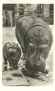 HIPPOPOTAMUS * BABY HIPPO * ANIMAL * ZOO & BOTANICAL GARDEN * BUDAPEST * KA 460 12 1 * Hungary - Hippopotames