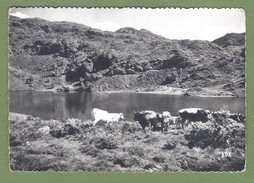 CPSM GF - ARIEGE - MASSAT - LA VALLEE VERTE - L'ETANG DE L'HERS - TROUPEAU DE VACHES - APA POUX / 35 - Sonstige & Ohne Zuordnung