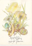 56420- MUSHROOMS - Pilze