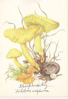 56422- MUSHROOMS - Pilze