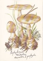 56423- MUSHROOMS - Paddestoelen