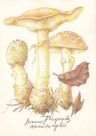 56425- MUSHROOMS - Champignons