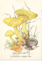 56426- MUSHROOMS - Paddestoelen