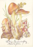 56427- MUSHROOMS - Mushrooms