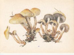 56429- MUSHROOMS - Champignons