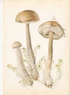 56433- MUSHROOMS - Champignons