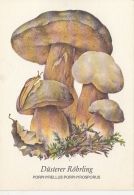 56434- MUSHROOMS - Champignons