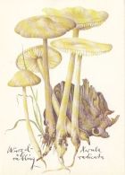 56437- MUSHROOMS - Mushrooms