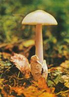 56439- MUSHROOMS - Pilze