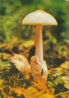 56440- MUSHROOMS - Mushrooms