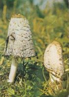 56441- MUSHROOMS - Pilze