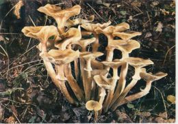 56442- MUSHROOMS - Pilze