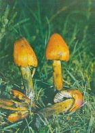56443- MUSHROOMS - Mushrooms