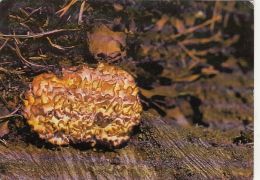 56444- MUSHROOMS - Mushrooms