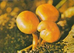 56445- MUSHROOMS - Mushrooms