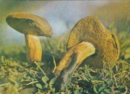 56447- MUSHROOMS - Mushrooms