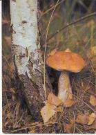 56448- MUSHROOMS - Mushrooms
