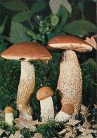 56451- MUSHROOMS - Mushrooms