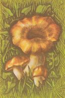 56453- MUSHROOMS - Pilze