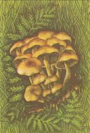 56455- MUSHROOMS - Mushrooms