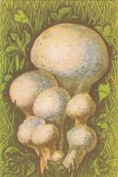 56456- MUSHROOMS - Champignons