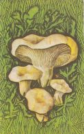 56457- MUSHROOMS - Mushrooms