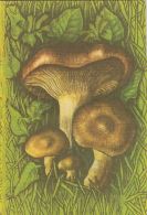 56458- MUSHROOMS - Mushrooms