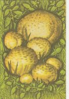 56460- MUSHROOMS - Mushrooms