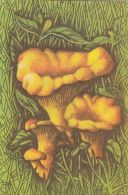 56461- MUSHROOMS - Pilze