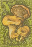 56462- MUSHROOMS - Pilze