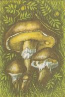 56463- MUSHROOMS - Champignons