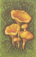 56465- MUSHROOMS - Mushrooms
