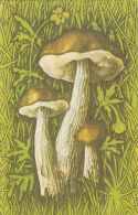 56467- MUSHROOMS - Mushrooms