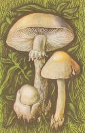 56468- MUSHROOMS - Mushrooms