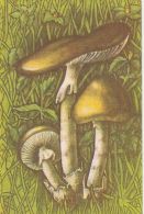 56470- MUSHROOMS - Pilze