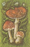 56471- MUSHROOMS - Champignons