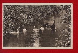 1 Cpa  CLERES - Parc Zoologique - Cygnes Noirs - Clères