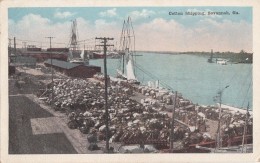 Etats-Unis - Savannah - Cotton Shipping - Port Bâteaux Coton - Savannah