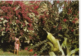 GUYANE - CAYENNE -  FEMME DANS UN JARDIN - Cayenne