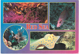 RED SEA - Sharm El Sheikh