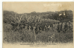 CPA ( Nouvelles Hebrides Vanuatu Pacifique Sud )canaques Travaillant Sur Une Plantations) - Vanuatu