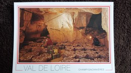 CPM CHAMPIGNONNIERES VAL DE LOIRE CAVE A CHAMPIGNONS ANJOU CARRIERES DE TUFFEAU - Pilze