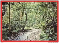 S. Tomé And Principe - Cacaoyère - Cacaueiros Cocoa  Tree - 1960s ( 2 Scans ) Portugal Colonial - São Tomé Und Príncipe