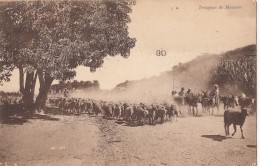 Algérie - Alger - Troupeau De Moutons Elevage - Cachet Alger 1908 - Szenen